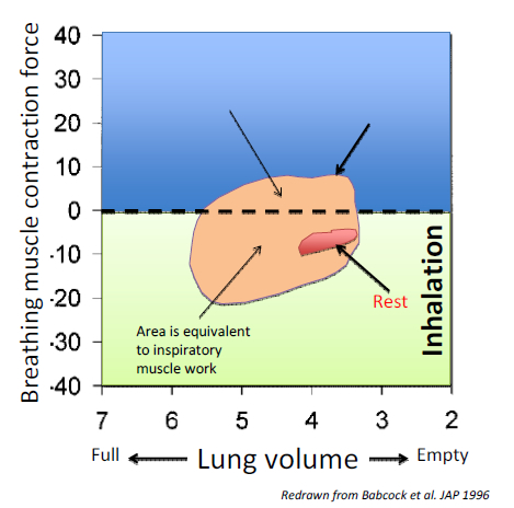 Changes in breathing muscle contraction force and the resulting changes in lung volume at rest